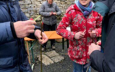 Alte Obstsorten durch Veredeln erhalten