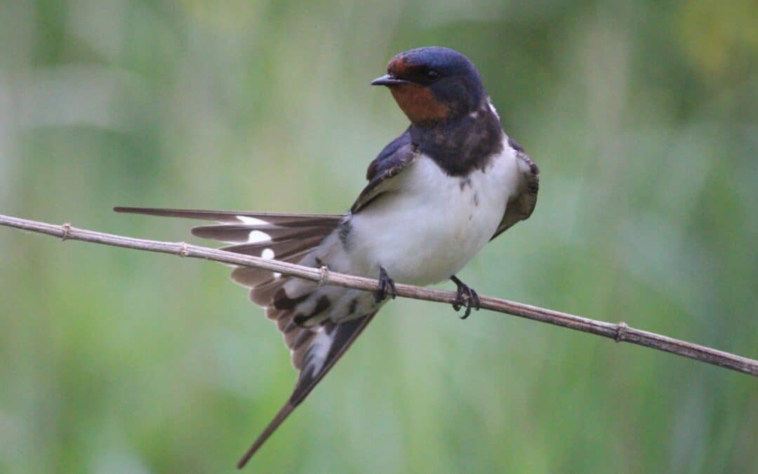 Wie Gebäudebrüter geschützt werden können und damit die Artenvielfalt erhalten bleibt