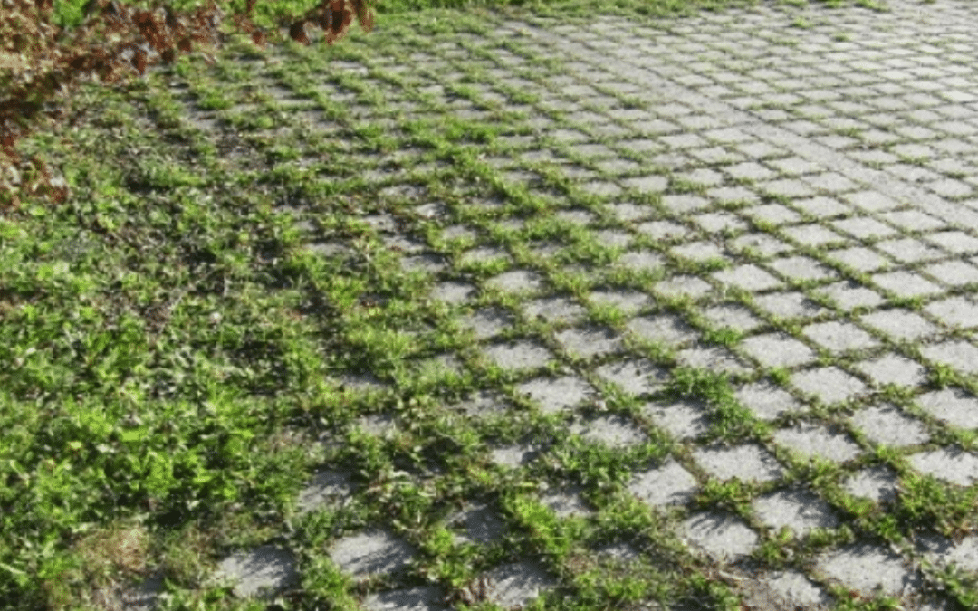 Alternativen zu verbotenen Pflanzenschutzmitteln