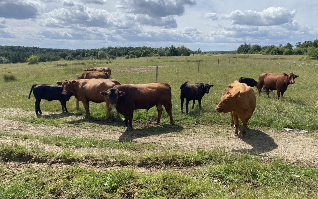 Brönnhoftag – ein voller Erfolg