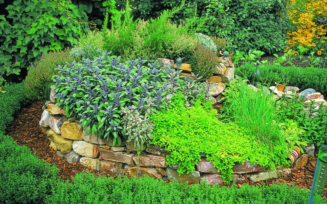 Gewürz- und Heilkräuter aus dem Garten