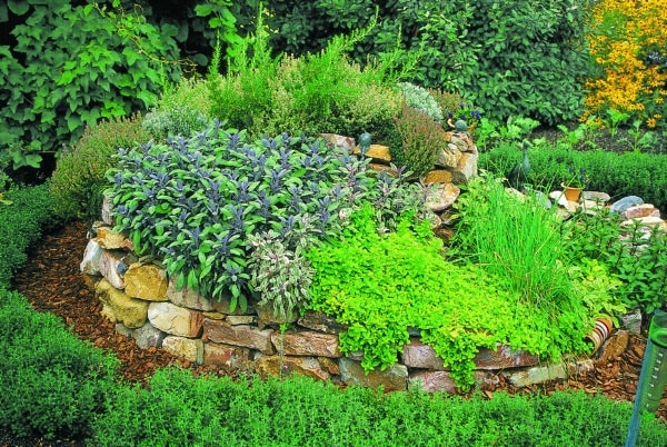 Gewürz und Heilkräuter aus dem Garten