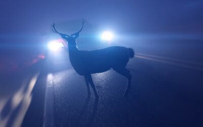 ACV gibt Tipps zur Vermeidung von Wildunfällen und zum richtigen Verhalten im Ernstfall