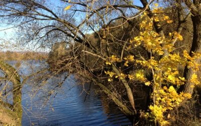 Stadt Schweinfurt erstellt Klimaanpassungskonzept