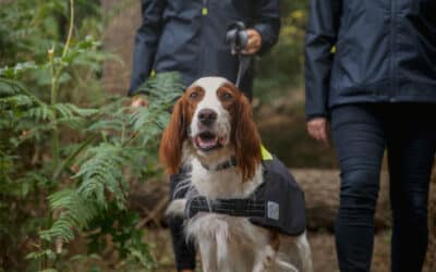Gassi-Runden im Dunkeln – Nicht Jeder-Hunds Sache