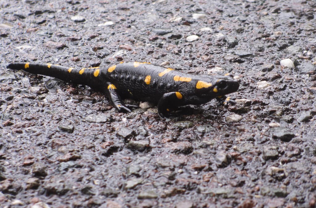 Feuersalamander auf Wanderschaft