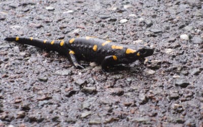Feuersalamander auf Wanderschaft