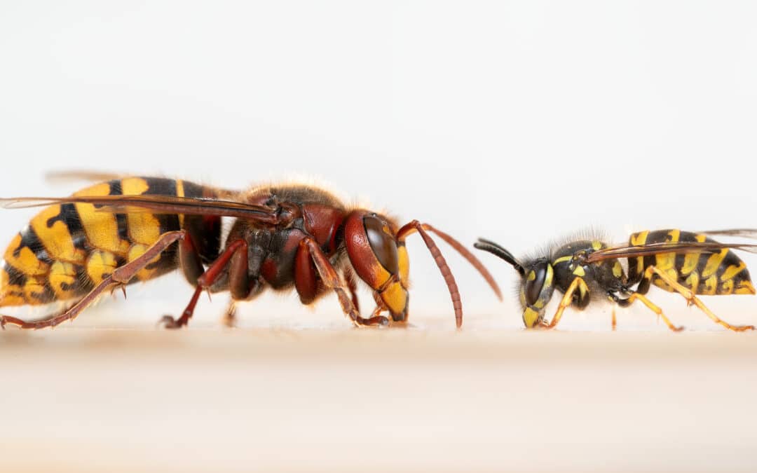 Beraterinnen und Berater für Wespen und Hornissen gesucht