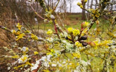 Für mehr Artenvielfalt und blühende Frühlingsbeete:  Naturnahes Gärtnern mit Tipps vom Gartenbauexperten