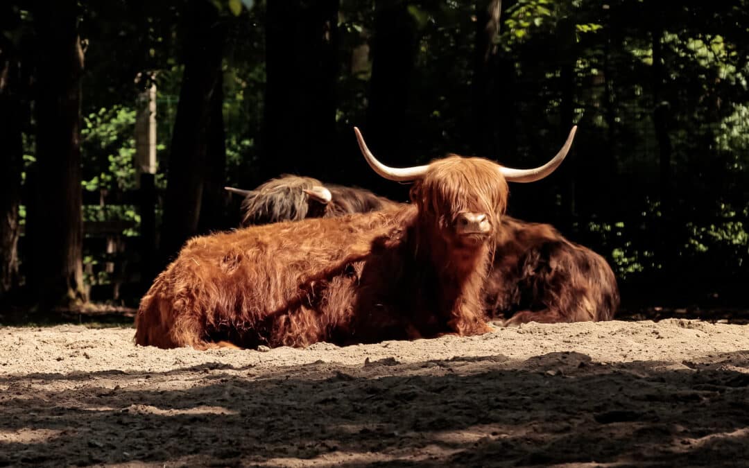 Jahresprogramm 2025 der Wildparkfreunde: Spannende Ausflüge und gesellige Veranstaltungen