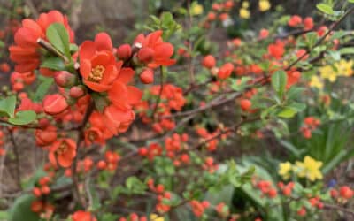 Gehölzschnitt –  was ist ab dem 1. März erlaubt?