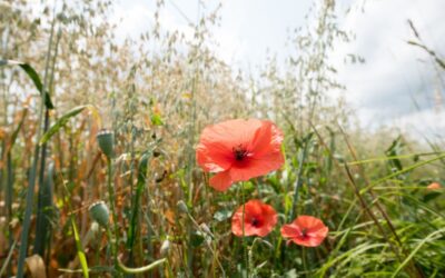 Sagt doch mal! Wie geht die Umstellung zum Öko-Landbau?