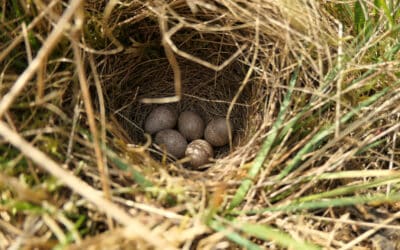 In der Brut- und Setzzeit Rücksicht auf Wildtiere nehmen