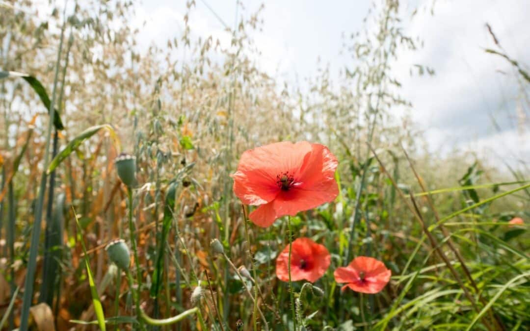 Sagt doch mal! Wie geht die Umstellung zum Öko-Landbau? Themenspezifische Online-Seminare: Bio-Betriebe berichten aus der Praxis