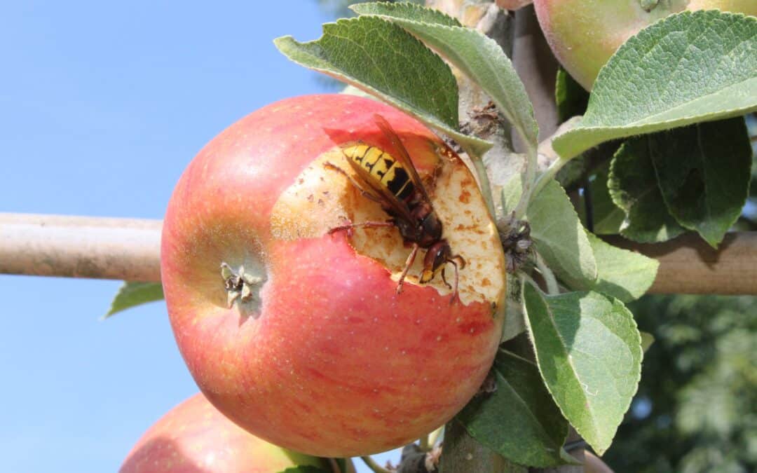 Alte Sorten im Freizeitgarten: eine gute Idee? Antworten vom Gartenbauexperten