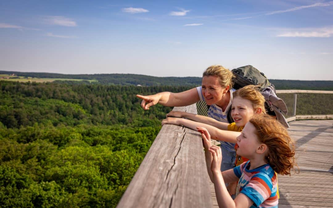 Freiwilliges Ökologisches Jahr am Baumwipfelpfad Steigerwald startet am 01. September