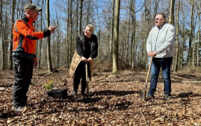 Ziel ist ein klimastabiler Mischwald