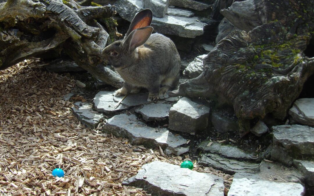 Ostereiersuche im Wild-Park Klaushof