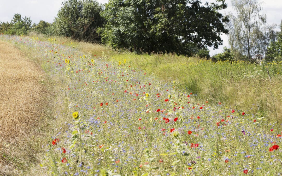 Erfolgreiche Umstellungsreihe der unterfränkischen Öko-Modellregionen – Anpassung an den Klimawandel