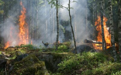 Unbekannter verursacht Feuer – Mitteiler verhindert Waldbrand