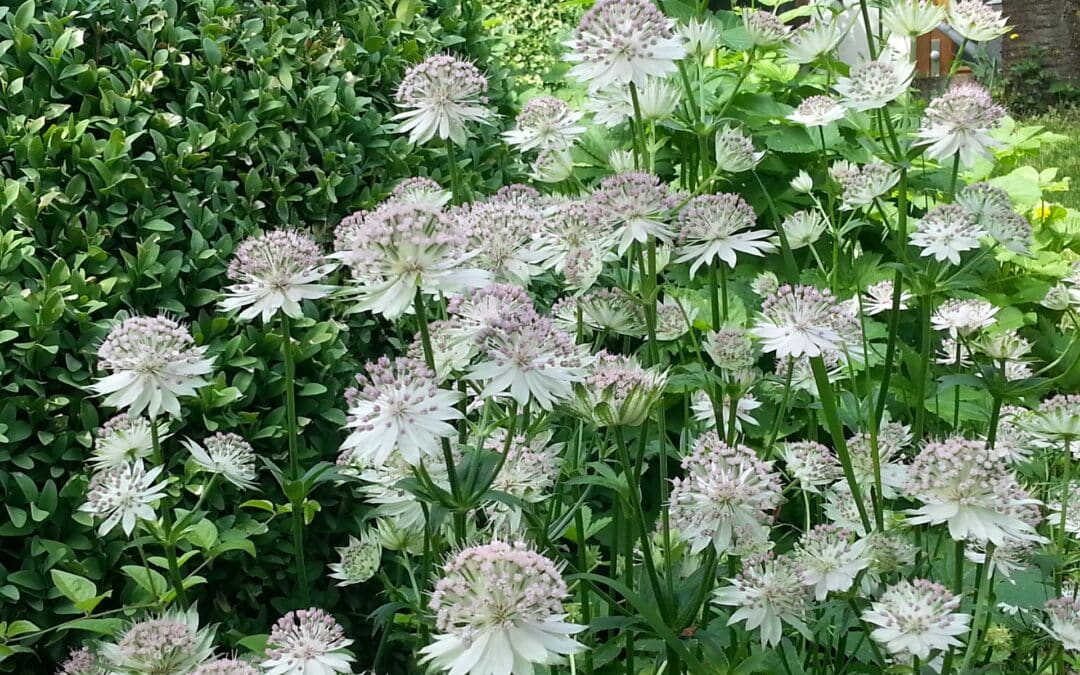 Kein Schattendasein für Beete unter Bäumen  Unterfränkische Kreisfachberater für Gartenbau und Landespflege geben wertvolle Tipps