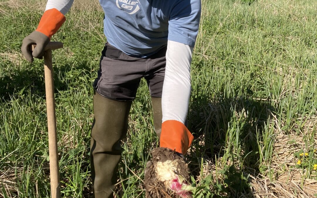 Gemeinsame Aktion gegen invasive Pflanzenart