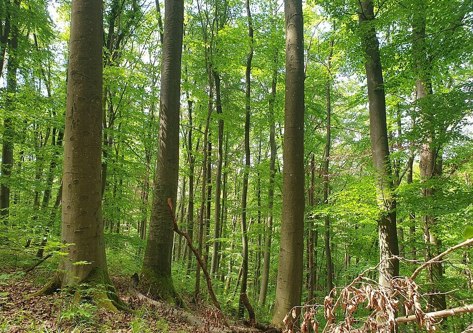 Zum Tag der Artenvielfalt am 22. Mai 2025 Tag der Artenvielfalt: Ein Nationalpark im Steigerwald als Schlüssel zum Schutz bedrohter Arten