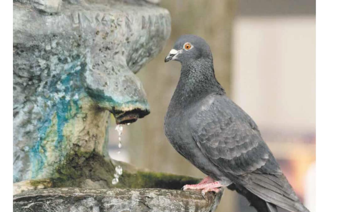 SWmagazin Mai 2025 ist online