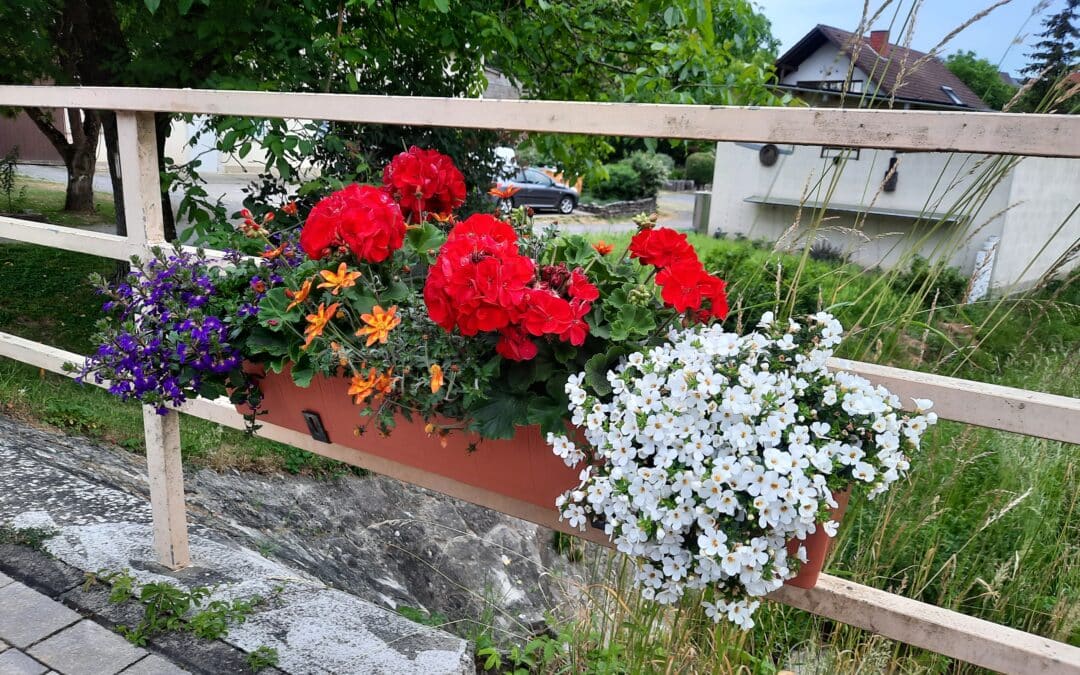 Farbenfrohe Balkonkästen – aber bitte  bienen- und insektenfreundlich!