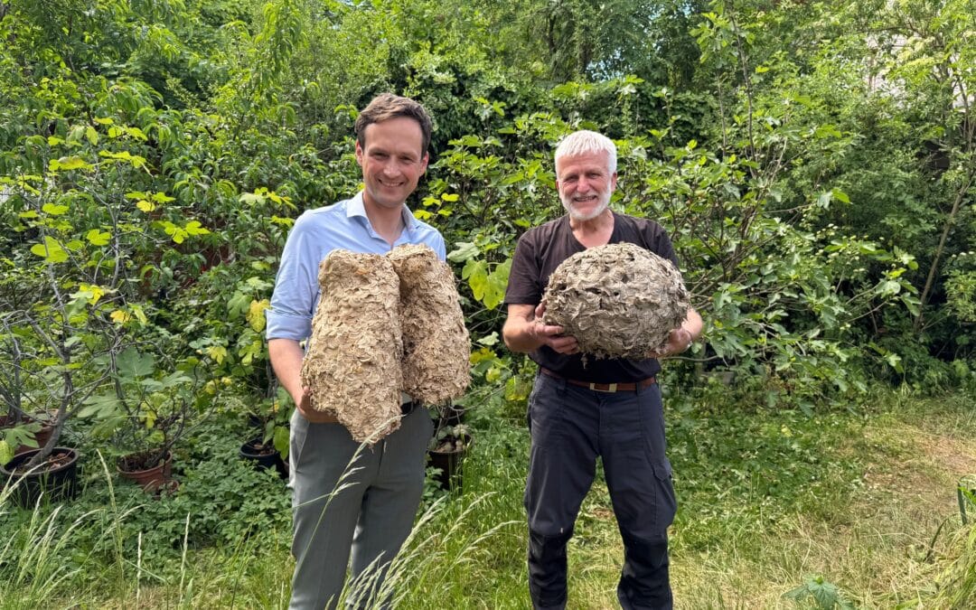Asiatische Hornisse kann für heimische Honigbienen gefährlich werden