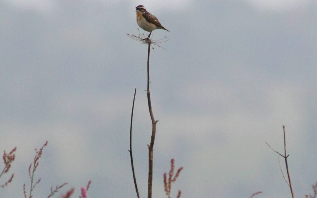 Heckenpflege für seltene Wiesenbrüter