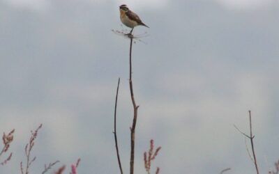 Heckenpflege für seltene Wiesenbrüter