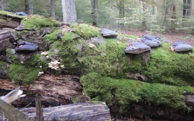 Der Steigerwald braucht Schutz – nicht die Säge