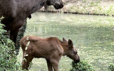 Die gute Nachricht: Die ganze Stadt und die vielen Besucher sind begeistert