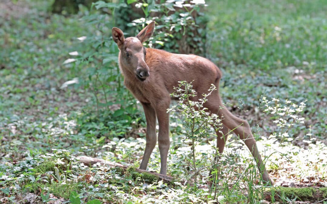 Fotowettbewerb 2025 : die Wildparkfreunde suchen die schönsten Bilder – Nachwuchs bei den Elchen sorgt für besondere Fotomotive