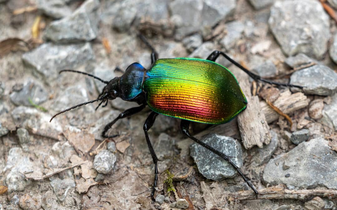 Der Große Puppenräuber ist nach 100 Jahren zurück