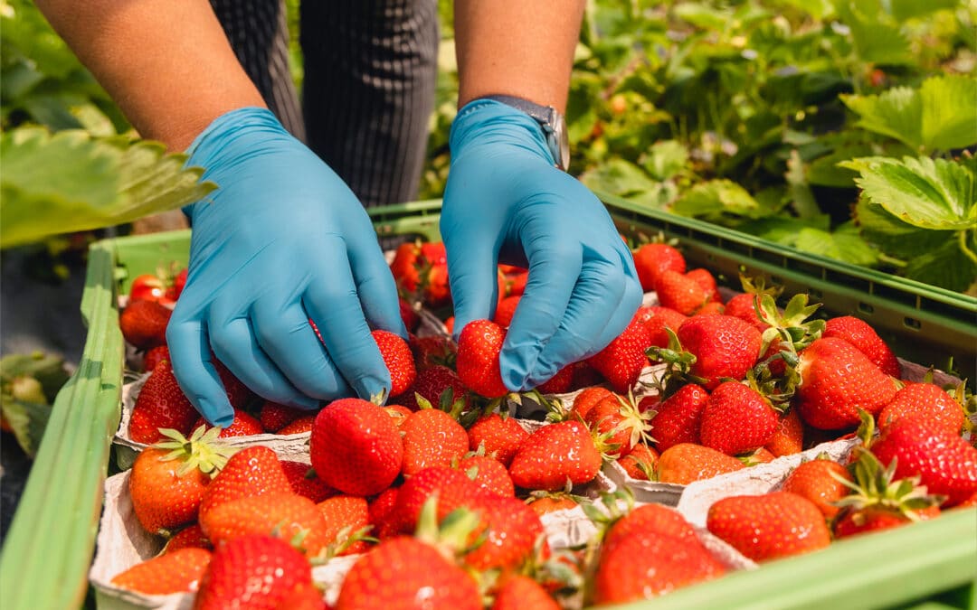 Vom Lohn bis zur Unterkunft – Erntehelfer sind keine „Feldarbeiter 2. Klasse“