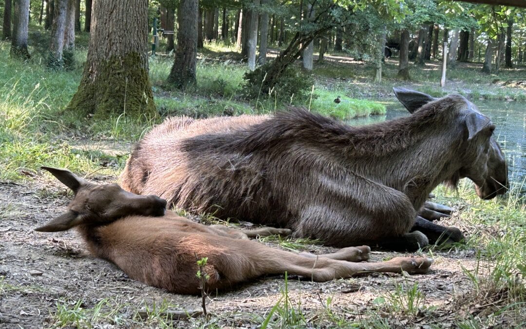 Die beste Idee bei dieser Hitze: Faul im Schatten herum liegen