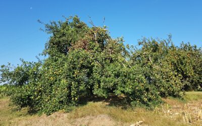 Alles rund um Obstbäume  – Jetzt noch für die Ausbildung zum zertifizierten Obstbaumpfleger anmelden