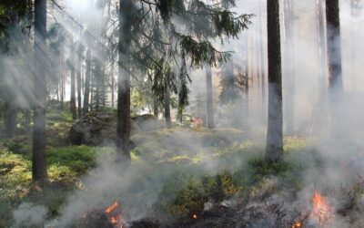 Grillverbot am Baggersee – Waldbrandgefahr
