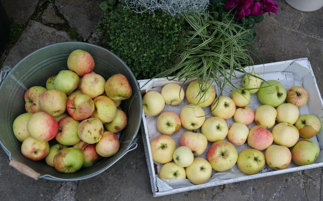 Äpfel ernten, aber richtig
