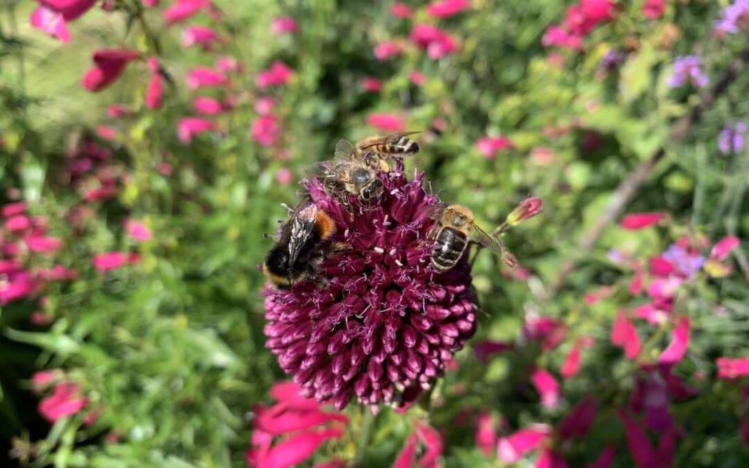 Brummen und Summen erwünscht – Tipps für einen insektenfreundlichen Hobbygarten