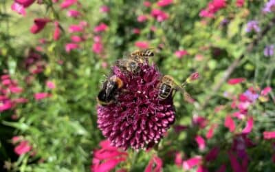 Brummen und Summen erwünscht – Tipps für einen insektenfreundlichen Hobbygarten