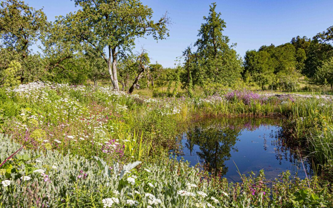 Deutschland summt! – Mehr als 18 Hektar Blütenpracht für heimische Insekten