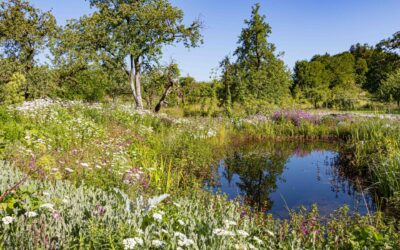 Deutschland summt! – Mehr als 18 Hektar Blütenpracht für heimische Insekten