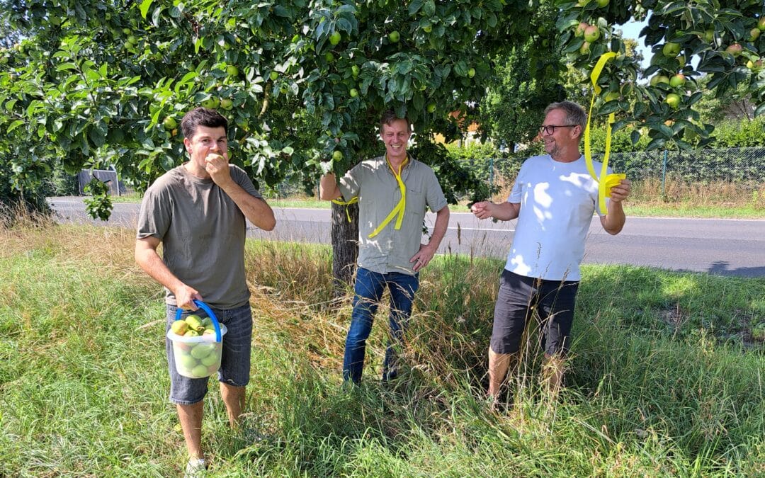 Gelbes Band am Baum: Ernten erlaubt