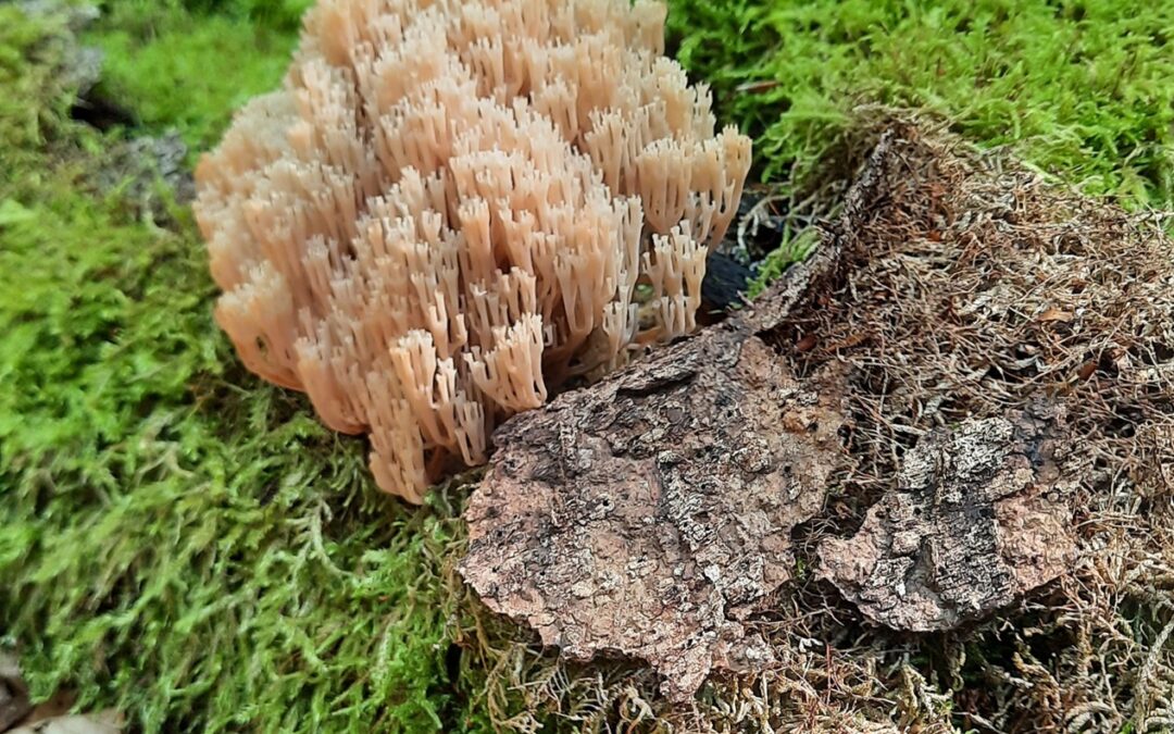 Mitgliederversammlung des „Vereins Nationalpark Steigerwald e.V.“ mit Vortrag über seltene Pilzfunde im Steigerwald