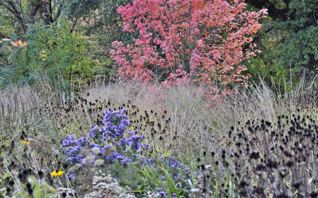 Der „kluge“ Gartenmonat September – Tipps vom Experten zum Gärtnern im Herbst