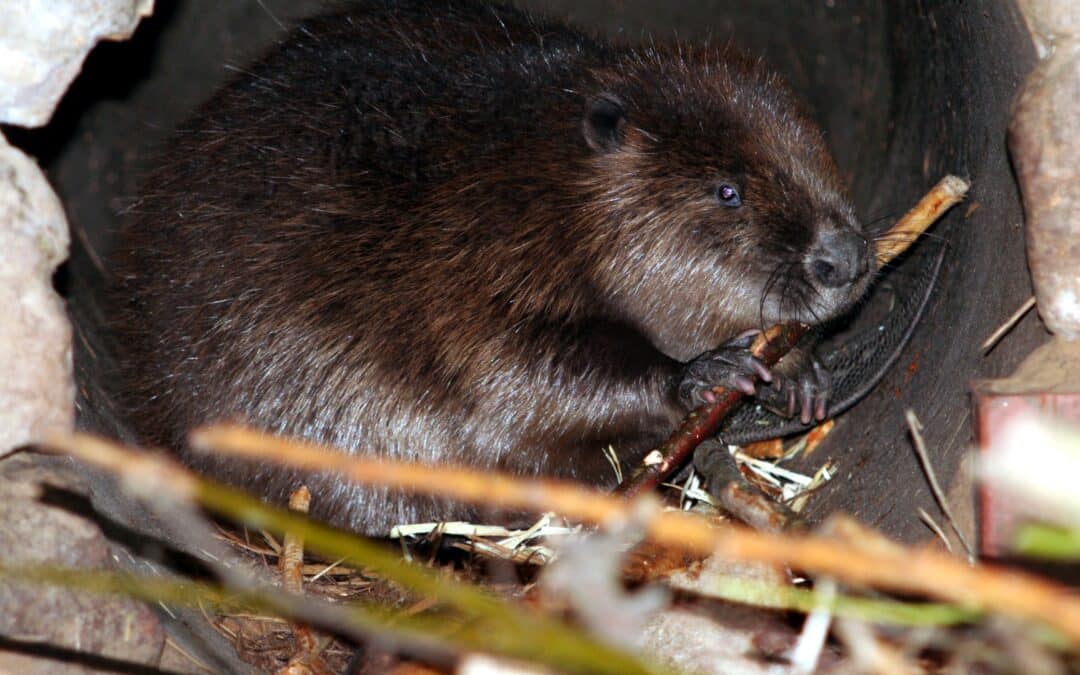 Am ersten Schultag freier Eintritt in den Wild-Park Klaushof