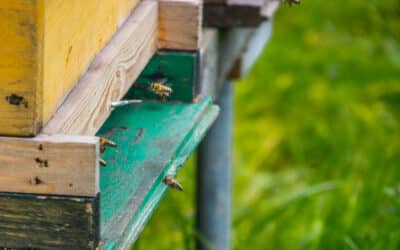 Faszinierende Welt der Bienen